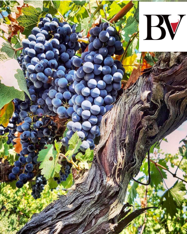 Primitivo 2023 IGP Puglia